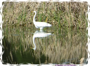 © Photo Artist Susan Ruth Robertson 030