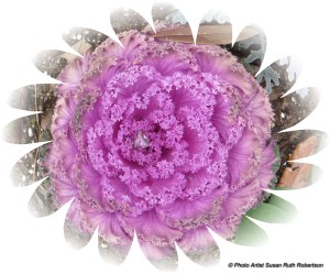 © Photo Artist Susan Ruth Robertson 031 - Copy