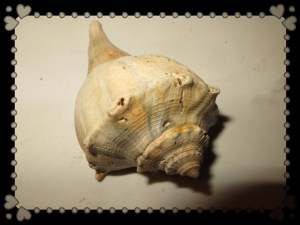 © Photo Artist Susan Ruth Robertson 031