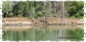 © Photo Artist Susan Ruth Robertson 031