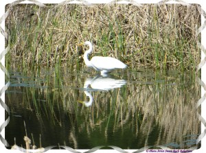 © Photo Artist Susan Ruth Robertson 031