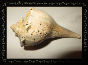 © Photo Artist Susan Ruth Robertson 032