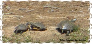 © Photo Artist Susan Ruth Robertson 032