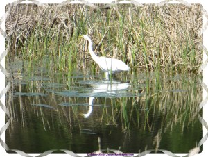 © Photo Artist Susan Ruth Robertson 032