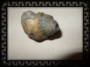 © Photo Artist Susan Ruth Robertson 033