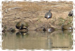 © Photo Artist Susan Ruth Robertson 033