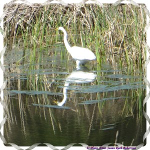 © Photo Artist Susan Ruth Robertson 033