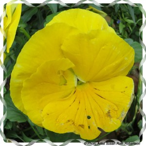 © Photo Artist Susan Ruth Robertson 034 - Copy