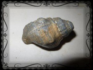 © Photo Artist Susan Ruth Robertson 034