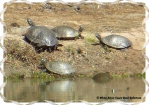 © Photo Artist Susan Ruth Robertson 034