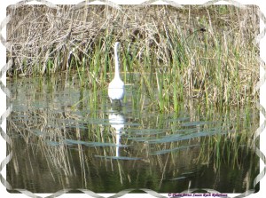 © Photo Artist Susan Ruth Robertson 034