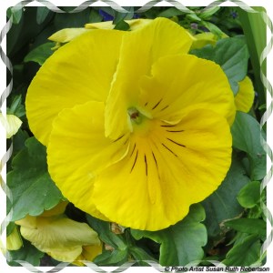 © Photo Artist Susan Ruth Robertson 035 - Copy