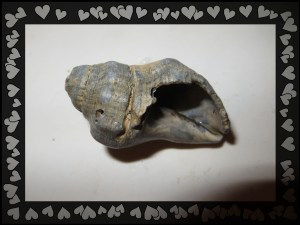 © Photo Artist Susan Ruth Robertson 035