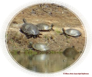 © Photo Artist Susan Ruth Robertson 035