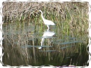 © Photo Artist Susan Ruth Robertson 035