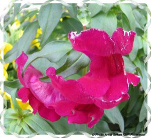 © Photo Artist Susan Ruth Robertson 036 - Copy