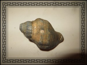 © Photo Artist Susan Ruth Robertson 036