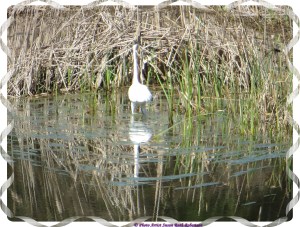 © Photo Artist Susan Ruth Robertson 036