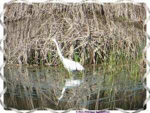 © Photo Artist Susan Ruth Robertson 037