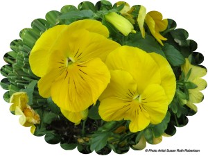 © Photo Artist Susan Ruth Robertson 037