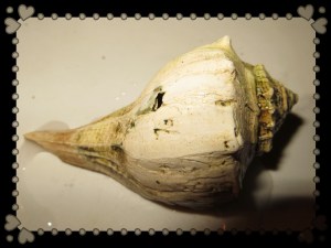 © Photo Artist Susan Ruth Robertson 038