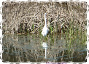 © Photo Artist Susan Ruth Robertson 038