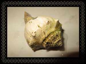 © Photo Artist Susan Ruth Robertson 039