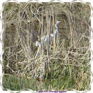 © Photo Artist Susan Ruth Robertson 039