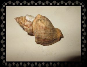 © Photo Artist Susan Ruth Robertson 040