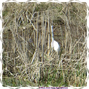 © Photo Artist Susan Ruth Robertson 040