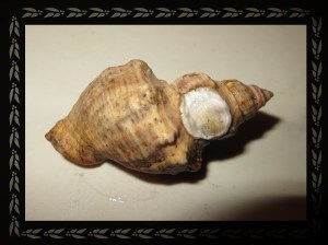 © Photo Artist Susan Ruth Robertson 041