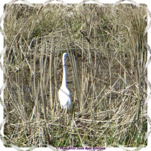 © Photo Artist Susan Ruth Robertson 041