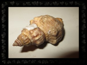 © Photo Artist Susan Ruth Robertson 042