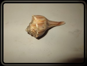 © Photo Artist Susan Ruth Robertson 043