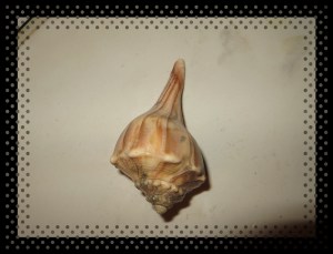 © Photo Artist Susan Ruth Robertson 044