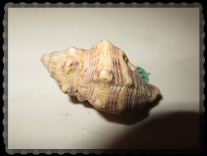 © Photo Artist Susan Ruth Robertson 047