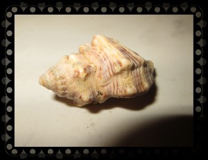 © Photo Artist Susan Ruth Robertson 048