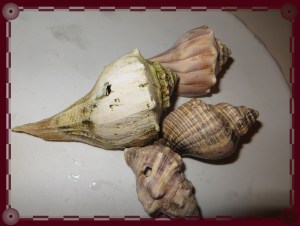 © Photo Artist Susan Ruth Robertson 052