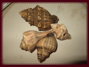 © Photo Artist Susan Ruth Robertson 053