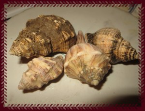 © Photo Artist Susan Ruth Robertson 054