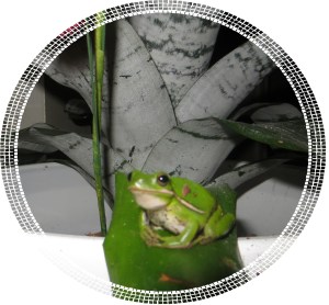 Photo Artist Susan Robertson (12) - Copy