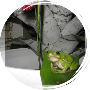 Photo Artist Susan Robertson (12)