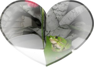 Photo Artist Susan Robertson (13) - Copy