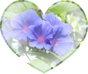 Photo Artist Susan Robertson (15)