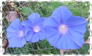 Photo Artist Susan Robertson (16)