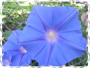 Photo Artist Susan Robertson (17)