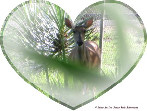 Photo Artist Susan Robertson (2)