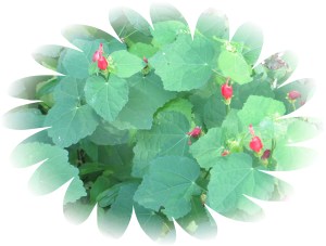 Photo Artist Susan Robertson (20)