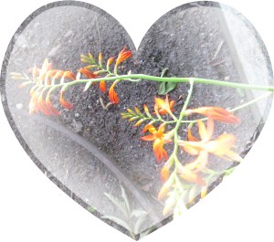 Photo Artist Susan Robertson (21)