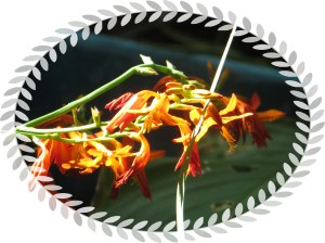 Photo Artist Susan Robertson (23)